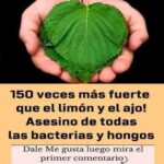 Orégano Orejón: Potente Medicinal Natural que Transforma tu Salud