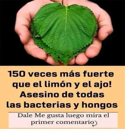 Orégano orejón