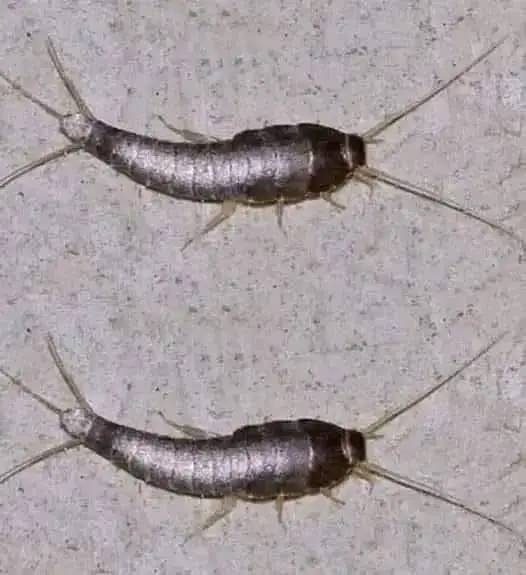 Pececillos de plata o lepismas