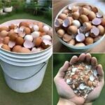 Beneficios de Hervir Cáscaras de Huevo: Un Remedio Natural para la Salud