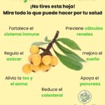 El Poder de las Hojas de Níspero: Beneficios para la Salud y Remedios Naturales