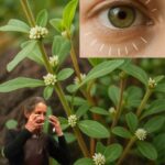 Uso de la Parietaria: Un Tesoro Natural para la Salud Ocular