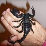 ¿Qué Hacer Si un Escorpión Te Pica en la Mano? Primeros Pasos y Remedios Naturales
