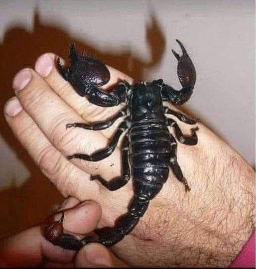 Escorpión sobre una mano