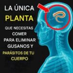 Elimina Parásitos y Lombrices de Tu Cuerpo con Esta Planta Increíble