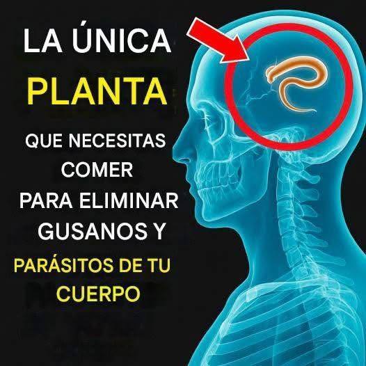 Gráfico sobre el pueraria mirifica y su efecto en el cuerpo humano
