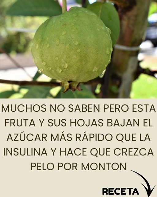 Guayaba en árbol