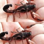 Consejos Prácticos para Evitar la Entrada de Alacranes a Tu Casa