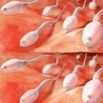 Beneficios de Compartir la Intimidad: ¿Qué Pasa con el Semen de tu Pareja?
