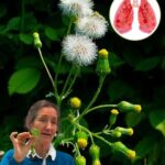 El Poder Oculto de la Hierba Cana: Un Tesoro Natural para la Salud Respiratoria