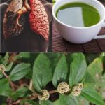 Mejorando la Salud Pulmonar: Remedios Naturales con Yerbamansa y Té Verde