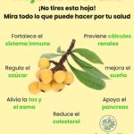 El Poder de las Hojas de Níspero: Beneficios y Usos para la Salud