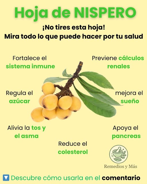 Hojas y frutos de níspero