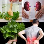Cómo el Té de Perejil Detoxifica tus Riñones y Mejora tu Salud