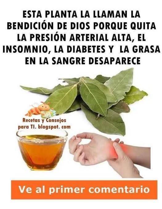 Hojas de Laurel y sus Beneficios