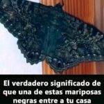 El Significado Espiritual de las Mariposas Negras y su Conexión con la Salud