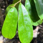 Hojas Verdes que Sanan: Remedios Naturales para el Cáncer, Quistes y Miomas
