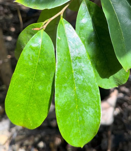 Hojas Verdes Brillantes