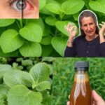 ¡Potencia Tu Visión Con Esta Planta Natural: Conoce Sus Beneficios y Usos!