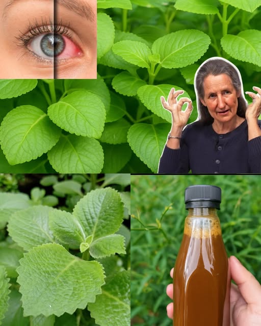 Hierbabuena para la salud ocular