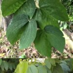 Las Propiedades Medicinales de la Pata de Vaca y el Mombin Amarillo