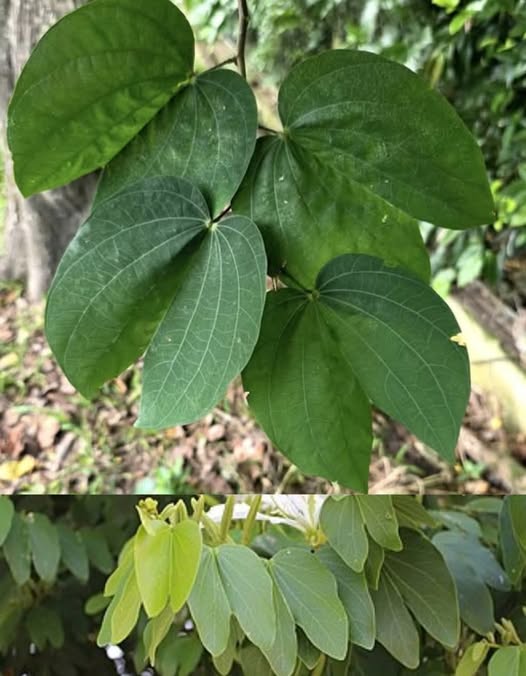 Hojas de Mombin Amarillo