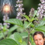 La Albahaca: Un Remedio Natural para Adultos Mayores de 50 Años