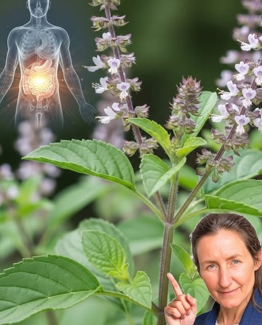 Planta de Albahaca