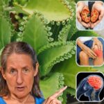 Los Increíbles Beneficios del Kalanchoe en la Salud