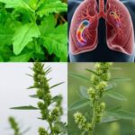 Beneficios del Epazote: Una Planta Medicinal para Tu Salud