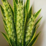 Descubre el Secreto para Hacer Florecer la Lengua de Suegra: Un Remedio Natural Asombroso