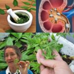 Descubre el Poder del Té Natural: Visión, Diabetes y Colesterol
