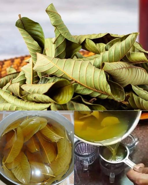 Infusión de hojas de guayaba