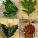 Hojas Medicinales: Remedios Naturales para Combatir el Cáncer, Diabetes y Más