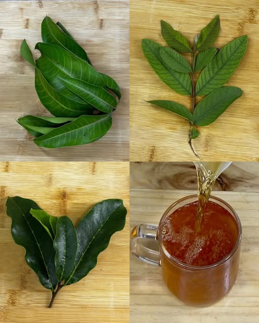 Hojas medicinales para preparar infusiones