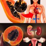19 increíbles SEMILLAS DE PAPAYA: Beneficios para el hígado, intestinos y riñones
