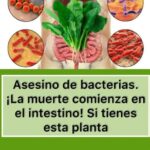 Asesino de Bacterias: Descubre La Planta que Mejora Tu Salud Intestinal