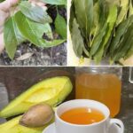 Los beneficios ocultos de las hojas de aguacate: Descubre su poder en la salud