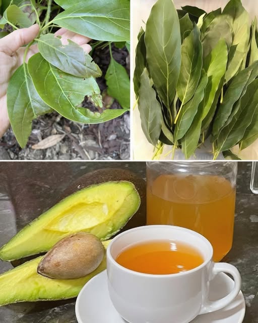 Hojas de aguacate