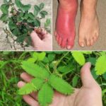 Poderes Ocultos de la Mimosa Pudica: La Planta Milagrosa de tu Jardín