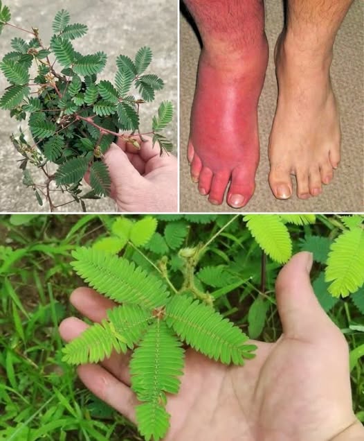 Mimosa Pudica