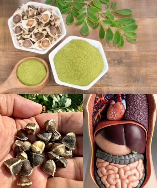 Ingredientes naturales: hojas y semillas de moringa