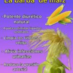 La Barba de Maíz: Un Remedio Natural para la Salud