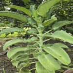 Kalanchoe Daigremontiana: Un Tesoro Natural para tu Salud
