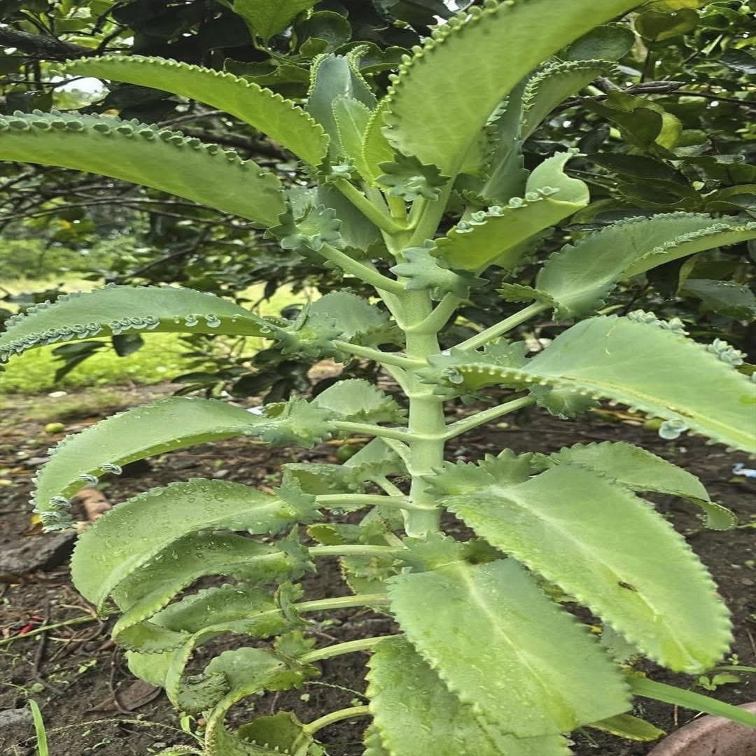 Kalanchoe Daigremontiana