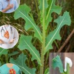 El Poder Oculto de la Lechuga Espinosa: La Maravilla Sin Pretensiones de la Naturaleza