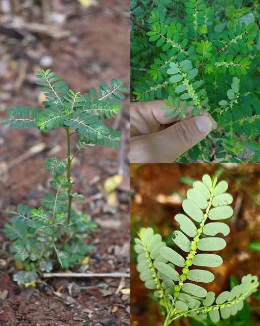Planta Dormilona