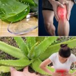 16 Problemas de Salud que el Aloe Vera Puede Ayudar a Aliviar