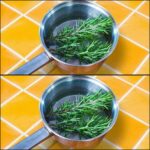 Infusión de Romero y Laurel: La Maravilla Natural para Tu Salud