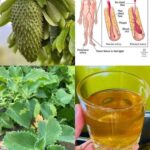 El Poderoso Té de Guanábana y Orégano Ancho: Un Tesoro Natural para la Salud